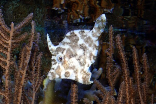 ce25a75dacbb2816091eebadae74ba37.jpg Aiptasia eating Filefish