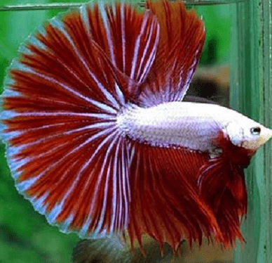 cebd97dc4064194db94d775c04131e3e.png Betta macho red dragon LT
