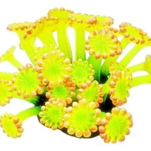 cf78d7262672926db78be1e45a1e1aa8.jpg ENFEITE DE SILICONE SOMA CORAL ALVEOPORA AMARELA 04