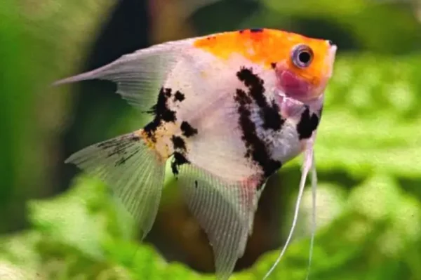 Acara bandeira Koy pequeno