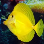 Yellow  Tang	selvagem