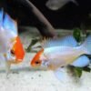 d045a0ed29f633f5979b490eda648e81.jpg Ramirezi Eletric Blue Koi (Mikrogeophagus ramirezi)