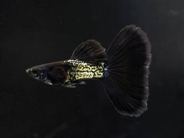 Guppy Metal Black (casal)