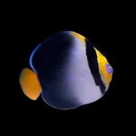 Singapura Angelfish