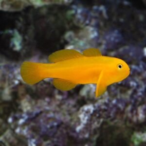 d4b8a4f75fcad44106484a223bb646f6.jpg Yellow Clown Coralgoby