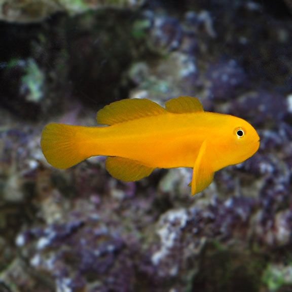 Yellow Clown Coralgoby