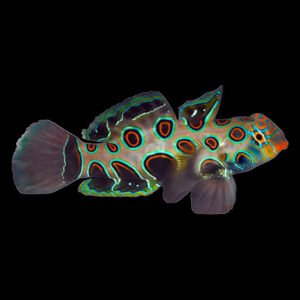 d7a154afdfde08a6b1a36792c01763e1.jpeg Mandarin Spotted Green (Synchiropus picturatus)