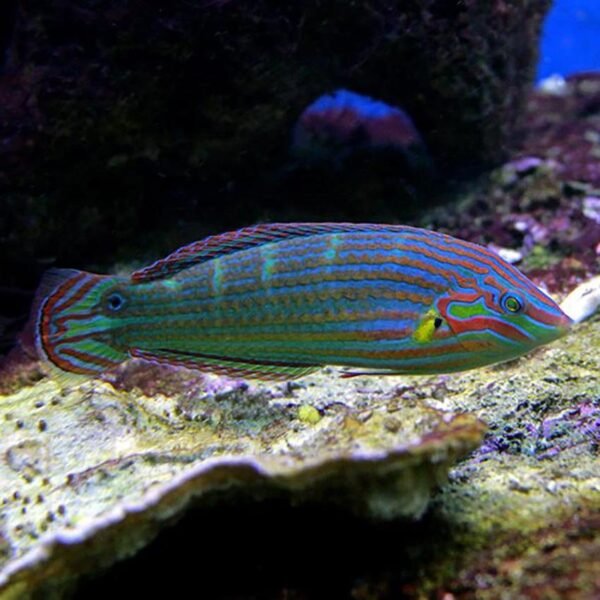 d8ac88d055596e059e4dd18adc0c1ae8.jpg Melanurus Wrasse COLOR