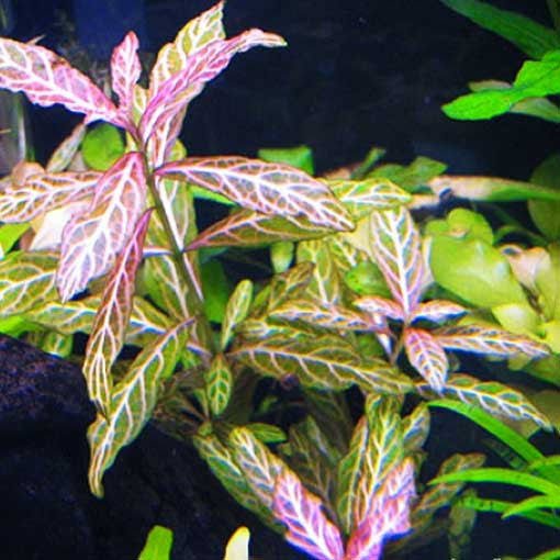 Planta Natural Hygrophila polysperma 'Rosanervig'