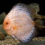 ACARA DISCO PANDA Symphysodon discus