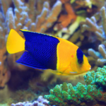 Angel Bicolor Bicolor Angelfish INDO