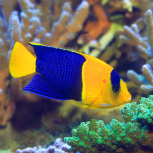 e5ffdf703ae966a7e4869c99bdc35b2b.png Angel Bicolor Bicolor Angelfish INDO