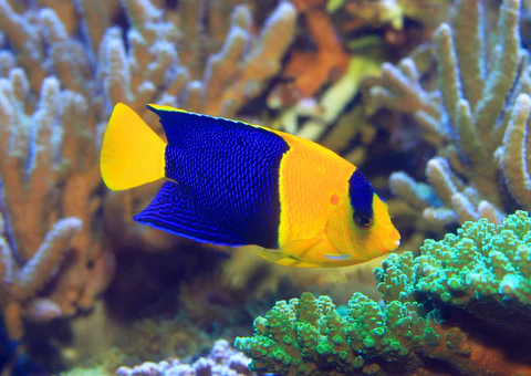 Angel Bicolor Bicolor Angelfish INDO