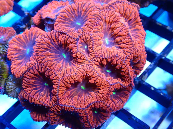 BLASTOMUSSA AUSTRALIA TOTAL RED Blastomussa