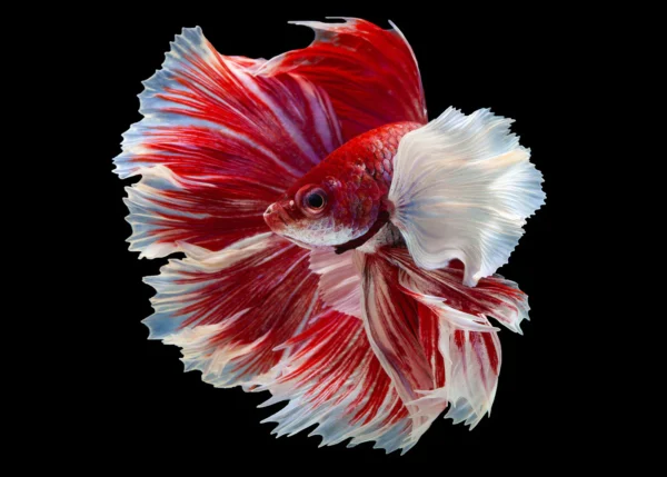 Betta Macho Dumbo