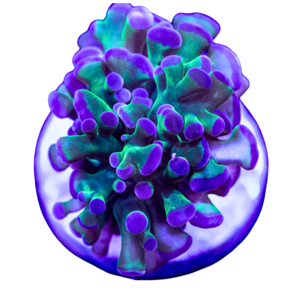 e91dcc4d6e0abcf990b9a0d260719413-2.png Hammer BICOLOR
