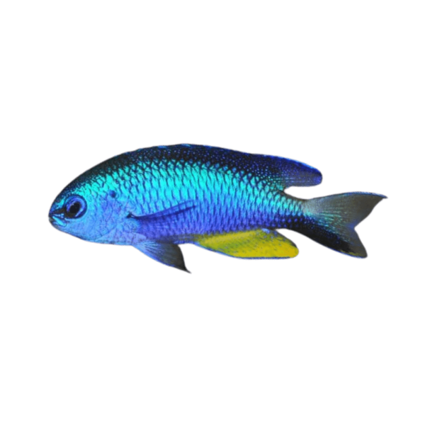 ea2f62312946b0a9096a681c5b41af58.webp Allens Damsel Eletric Blue