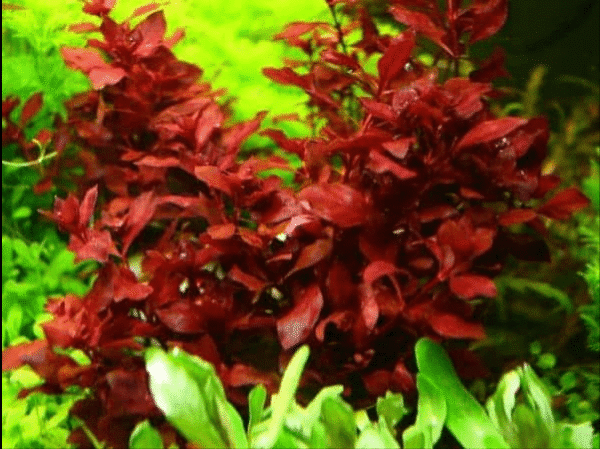 Potinho Planta Natural Ludwig Renpes Rubim