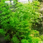 Planta Natural Limnophila sessiliflora 'Pinheirinho'