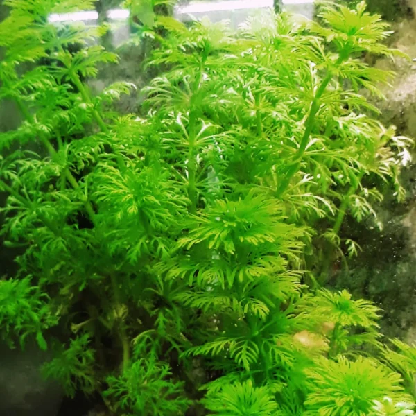 Planta Natural Limnophila sessiliflora 'Pinheirinho'