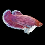 Betta Fêmea Dumbo