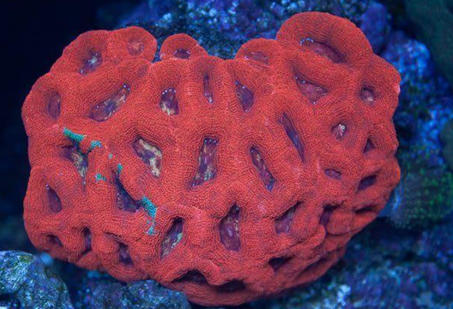 Acanthastrea bowerbanki RED