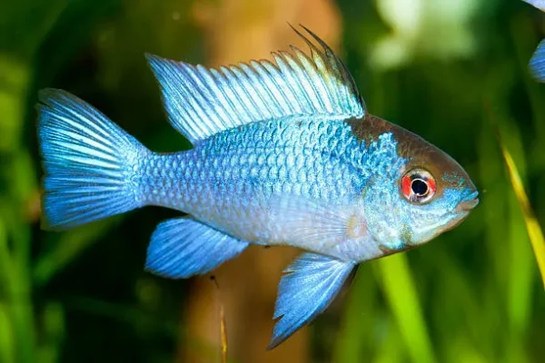 Ramirezi Eletric Blue (Mikrogeophagus ramirezi)