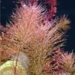 Planta Natural Rotala wallichii ‘Long Leaf’