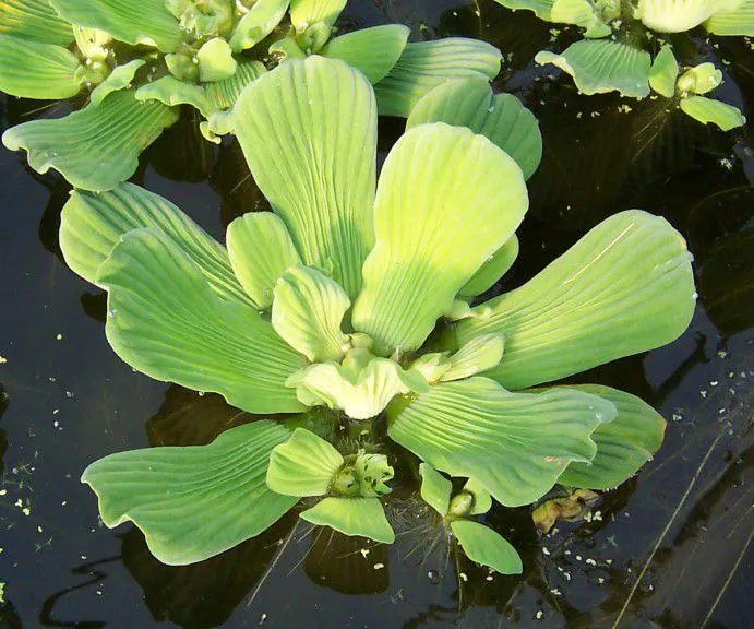 fc6b30e42756417a67a0bbed418f8a75.webp Pistia stratiotes (Alface d'água)