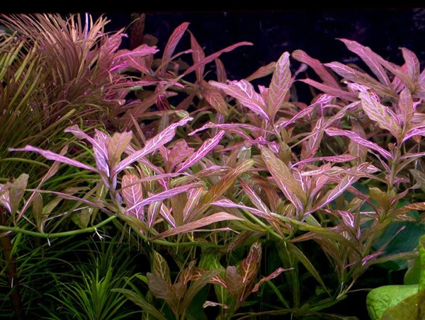 Potinho Planta Natural Higrophila polisperma rosanervig