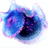 fd4d9a2e36b1c1fea6d9eb6303c9a8a2.png ENFEITE DE SILICONE SOMA CORAL RICORDEA SPOTTED AZUL