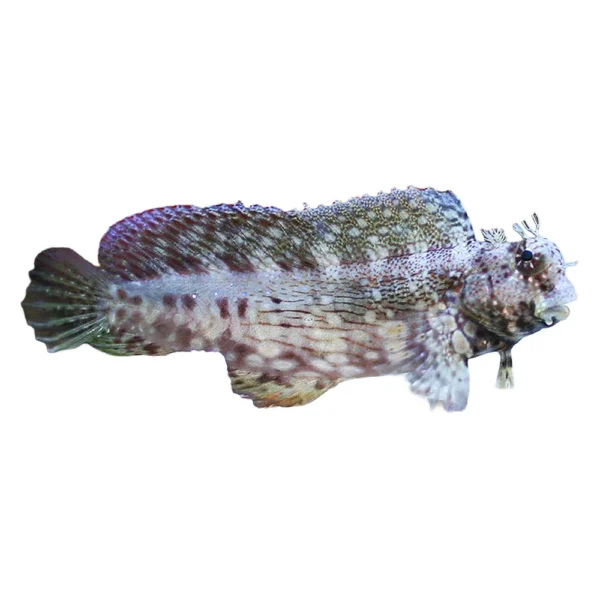 ff84ab568b4fad092b79044c864ce319.webp Lawnmower Blenny Rock Algae (Salarias fasciatus)