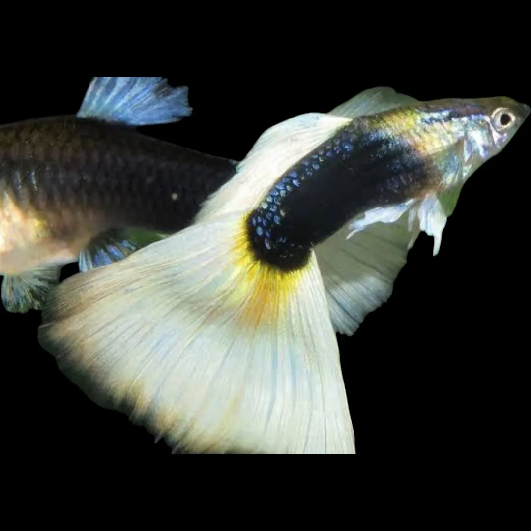 guppy Casal Guppy Pastel