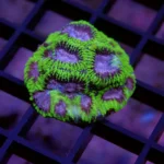 FAVIA RAPTORS PEACE MUDA Favia spp