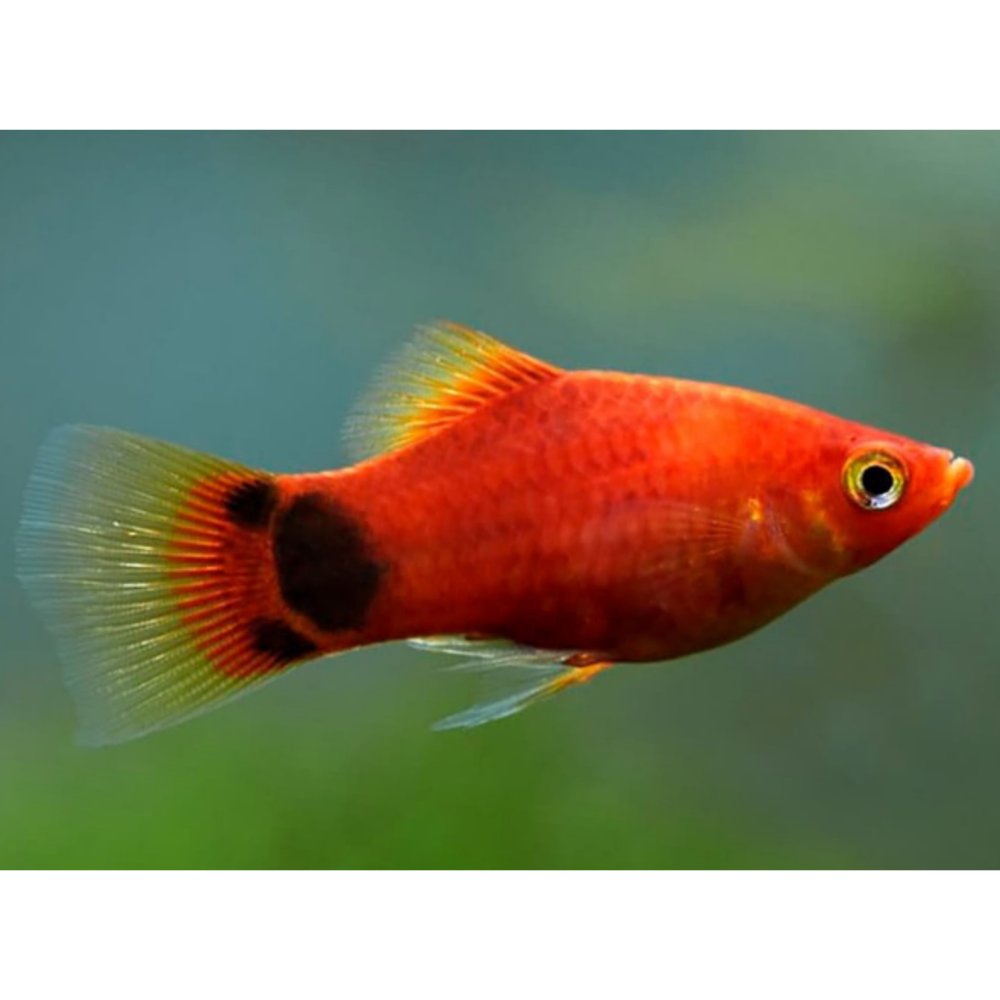 platy mickey