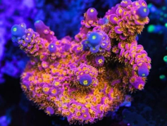1230112f3a4bad14c2d12cea9bab8229.png Acropora Wal Disney