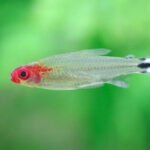 Tetra Rodóstomo
