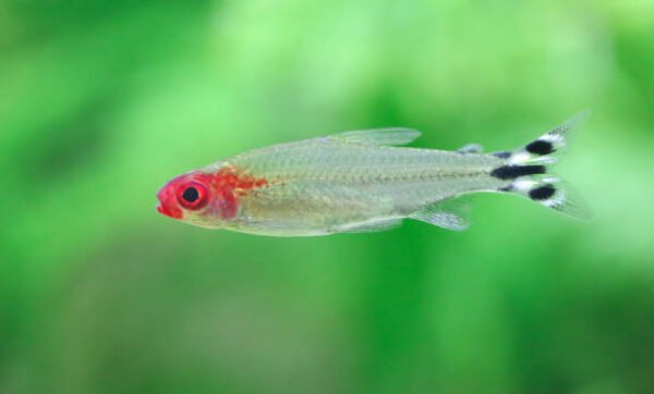 Tetra Rodóstomo