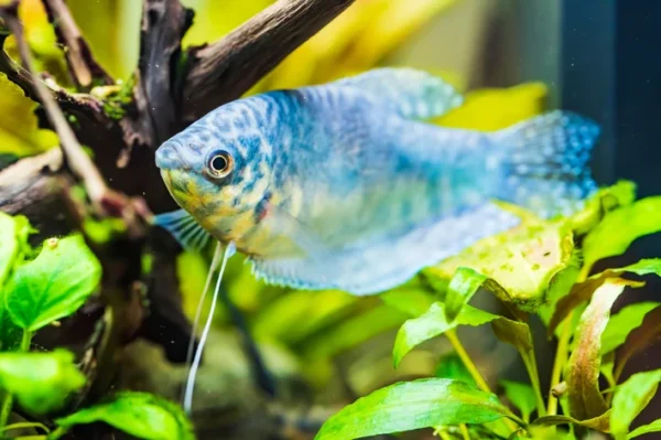 TRICOGASTER  Azul