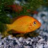 Peixe Mexerica (Etroplus maculatus)