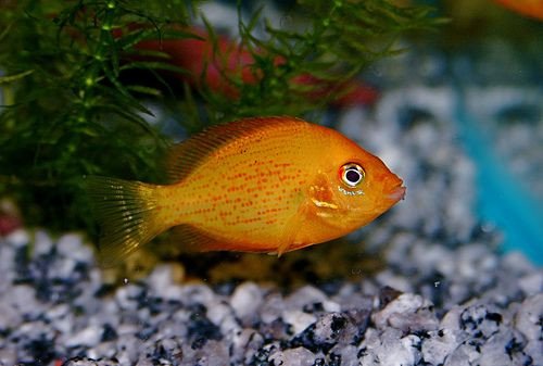 Peixe Mexerica (Etroplus maculatus)