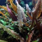 Planta Natural Cryptocoryne Undulata