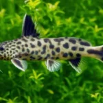 Petricola - 3 a 6 cm (Synodontis petricola)