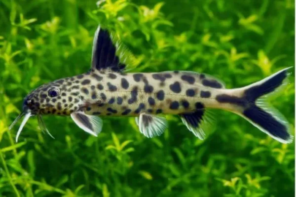 Petricola - 3 a 6 cm (Synodontis petricola)