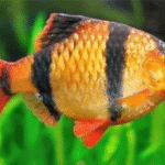 Barbo Sumatra Red
