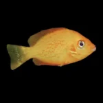 Peixe Mexerica (Etroplus maculatus)