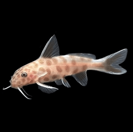 Synodontis Petricola Gold 3 a 4 cm