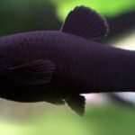 Molinésia Negra (Poecilia sphenops)