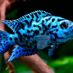 9a4b5a1b50666399aaefb69d638d1386.webp Jack Dempsey Blue | 4 a 6 cm |