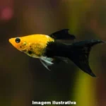 Molinesia Gold Black 2-4cm Lyra